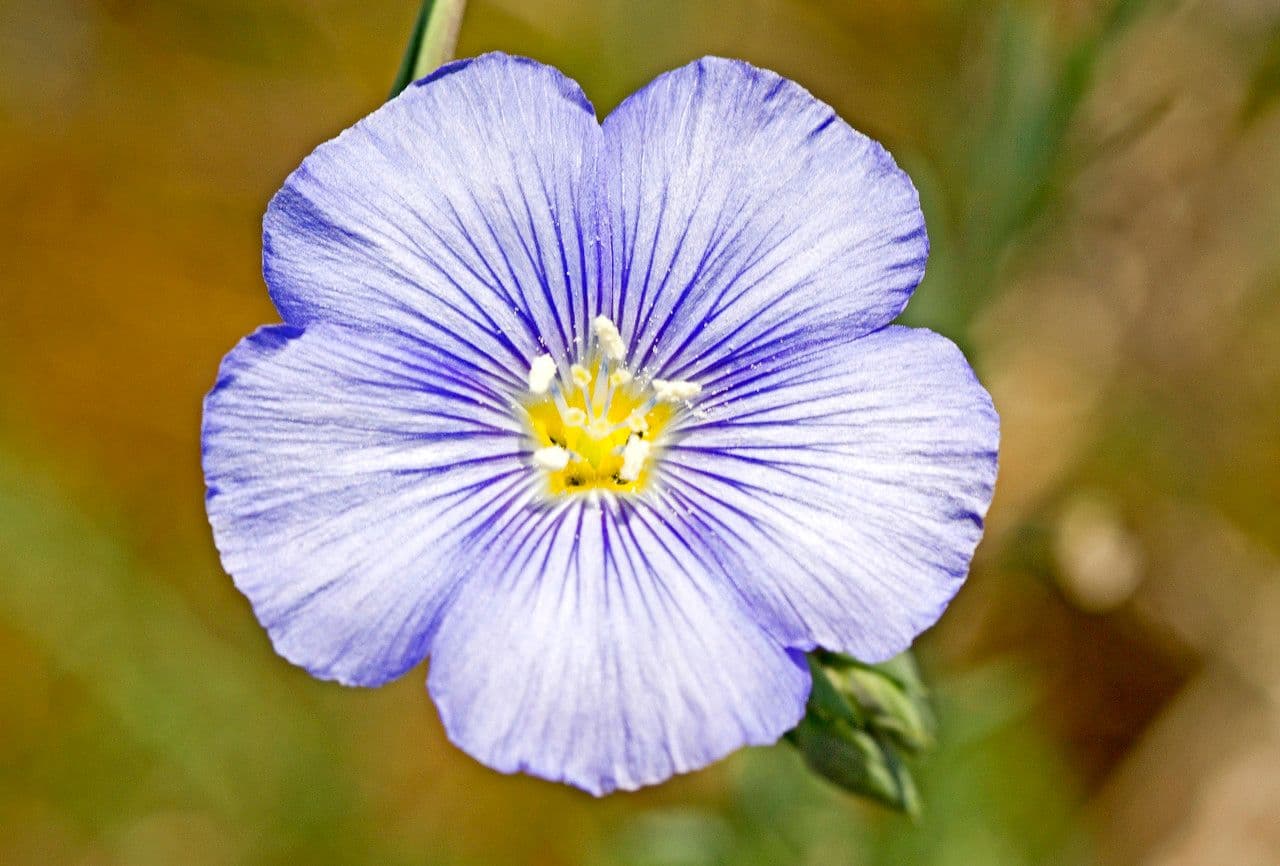 Linum leonii 7