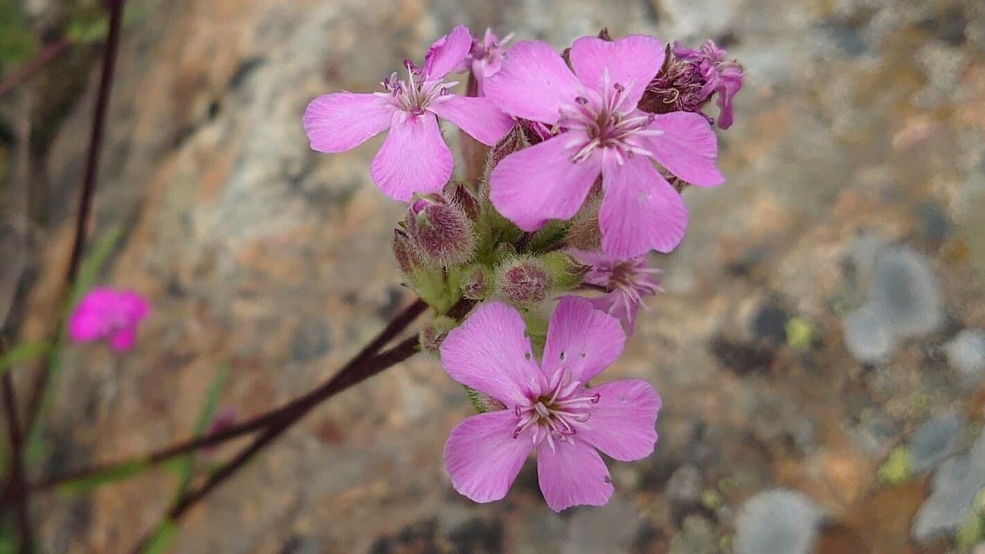 Steinrose 4
