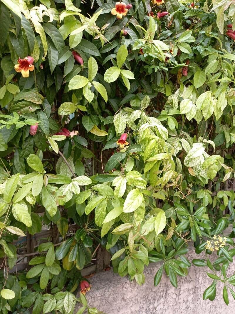 Bignonia 23