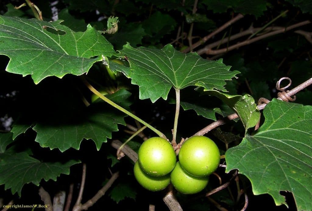 Vite rotondifolia