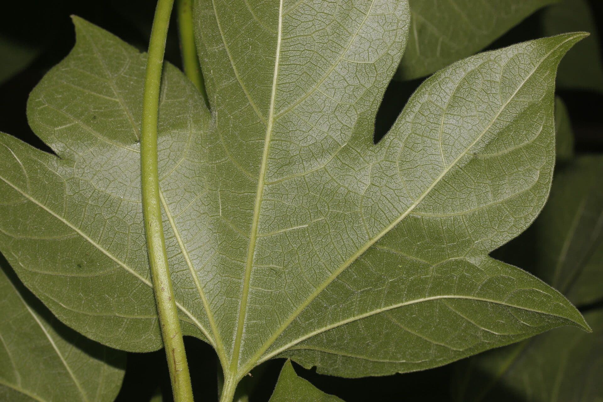 Gyrocarpus 10