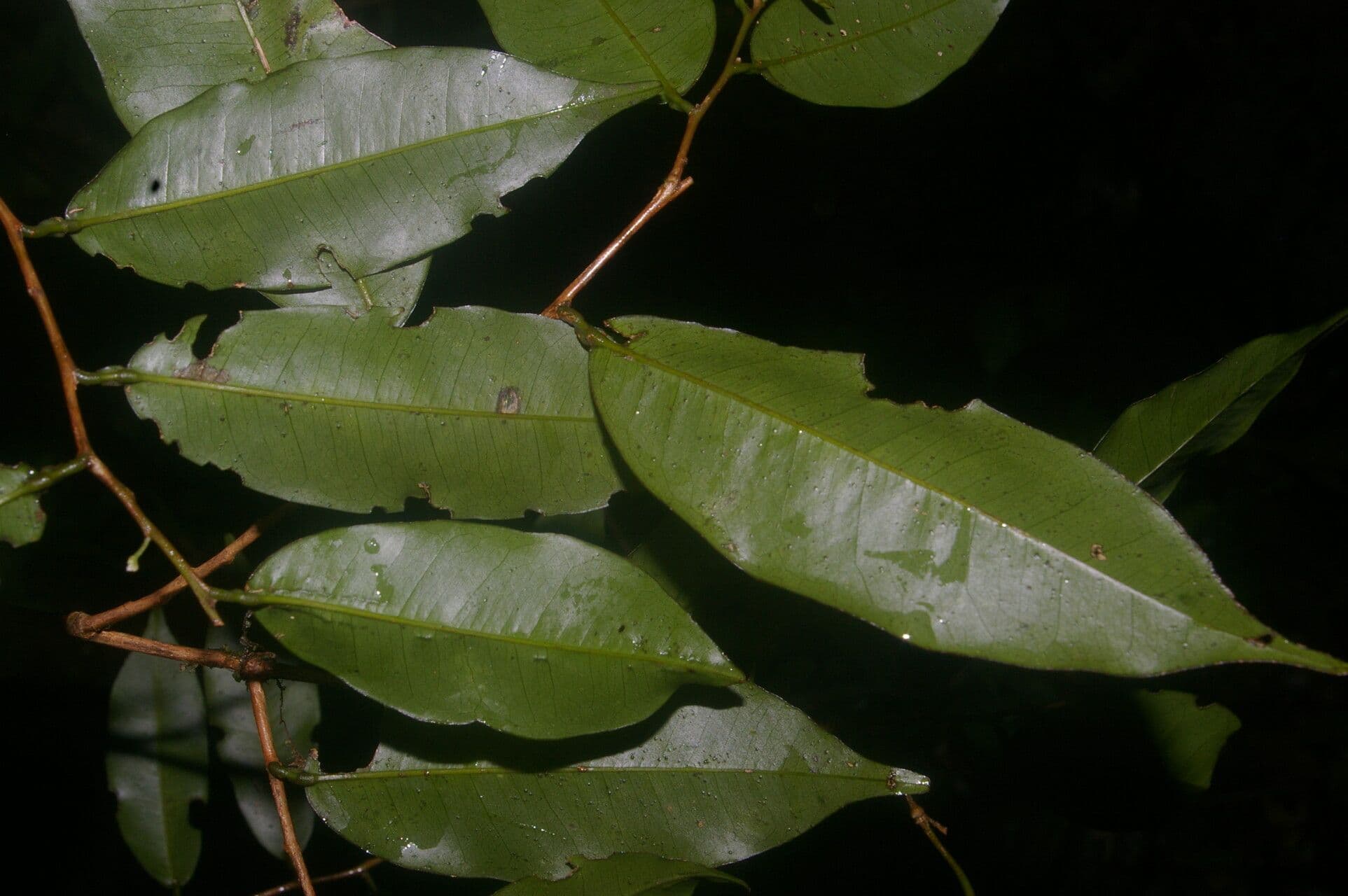 Swartzia 11