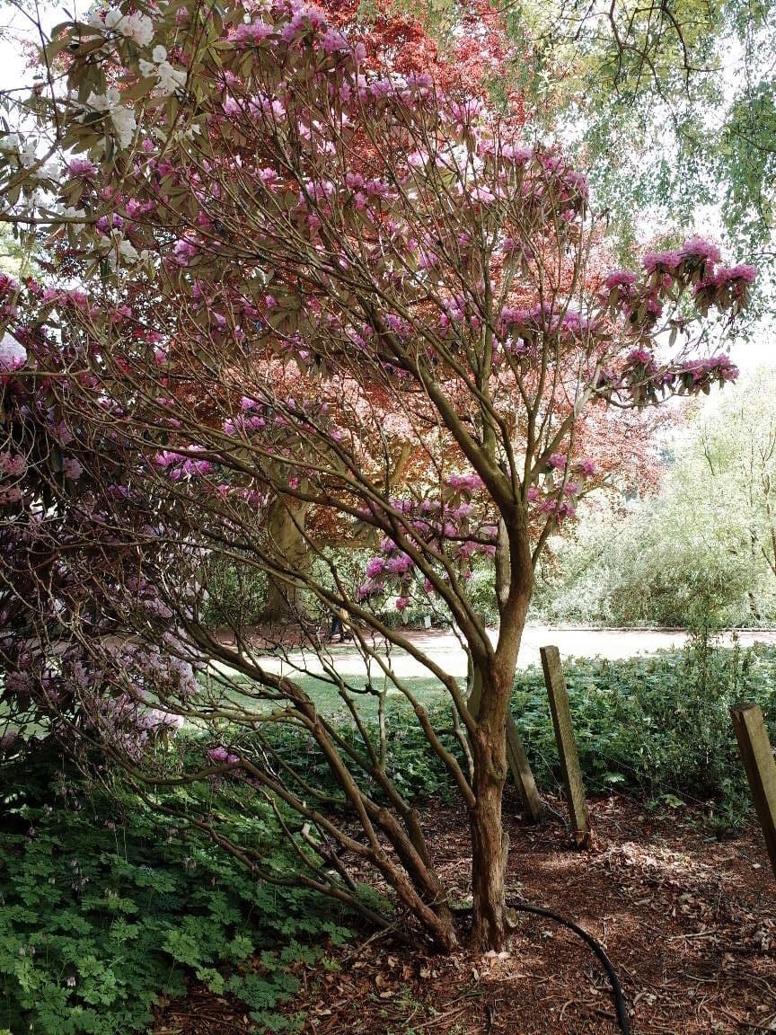 Rhododendron 13