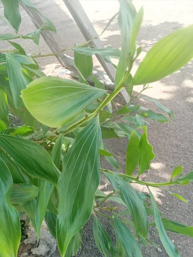 Akacja mangium 16