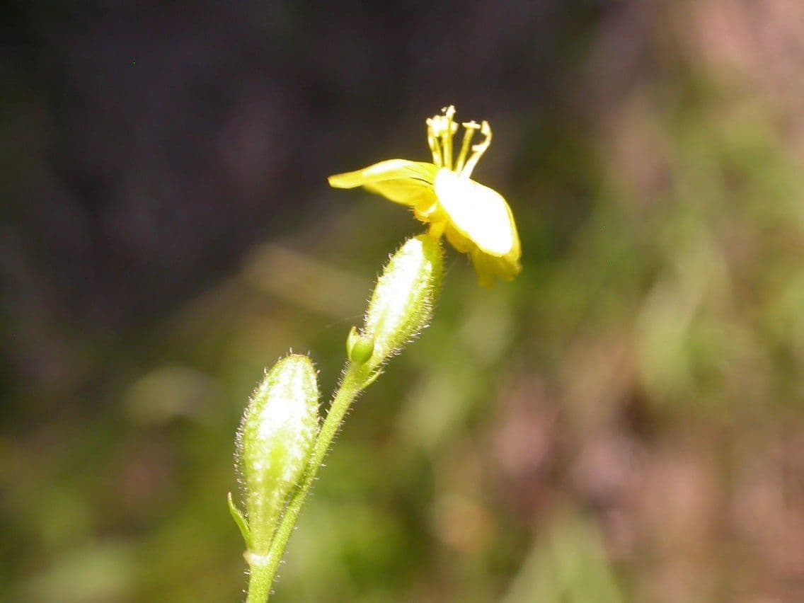 Oenothera 4