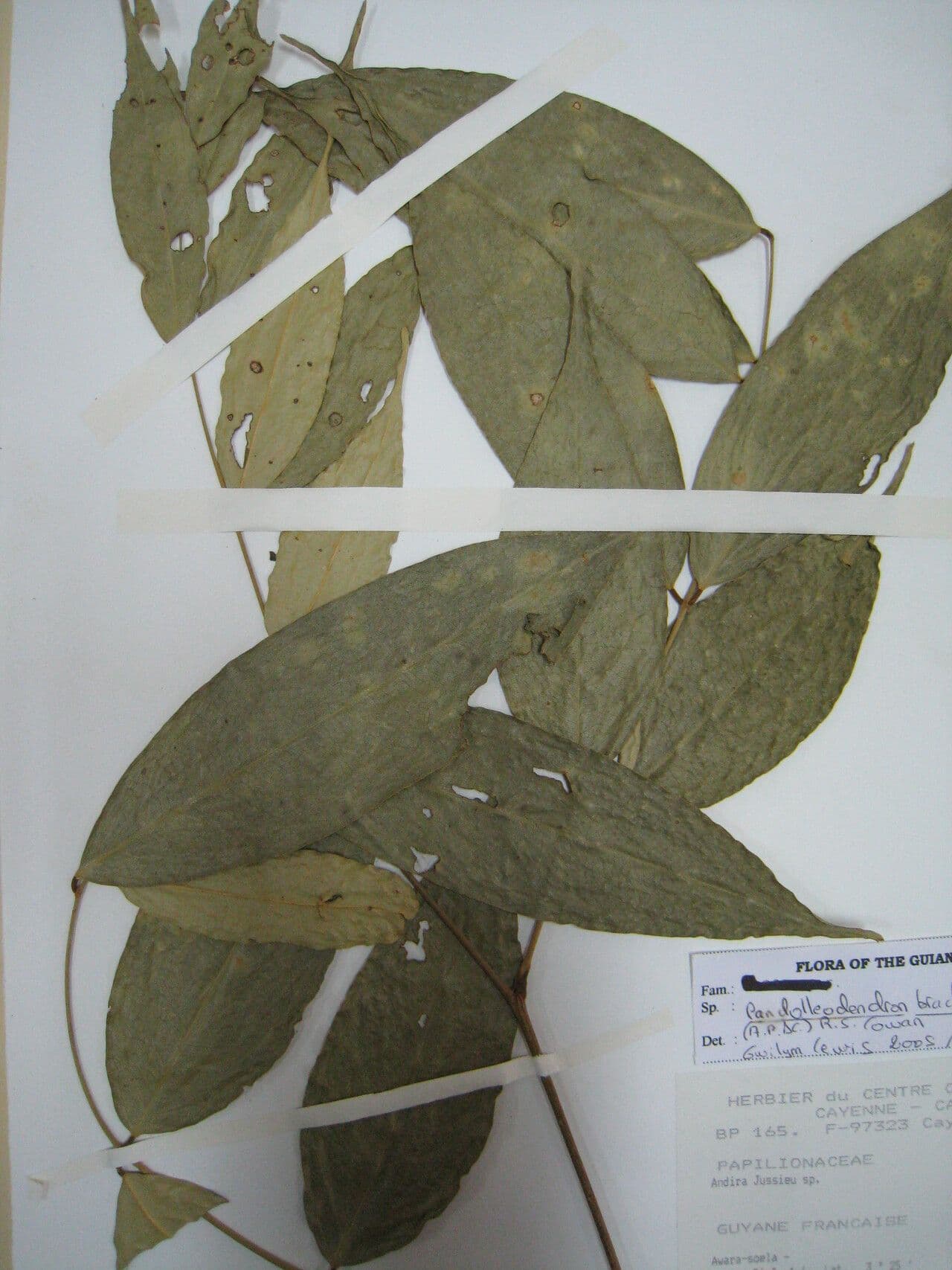 Candolleodendron 3