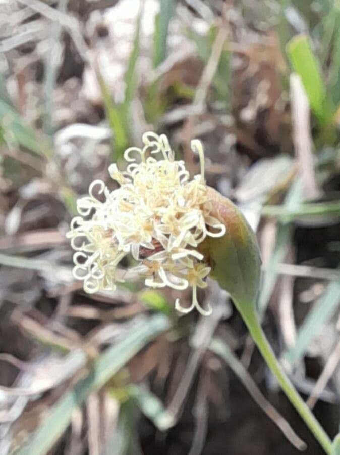 Porophyllum lanceolato 3