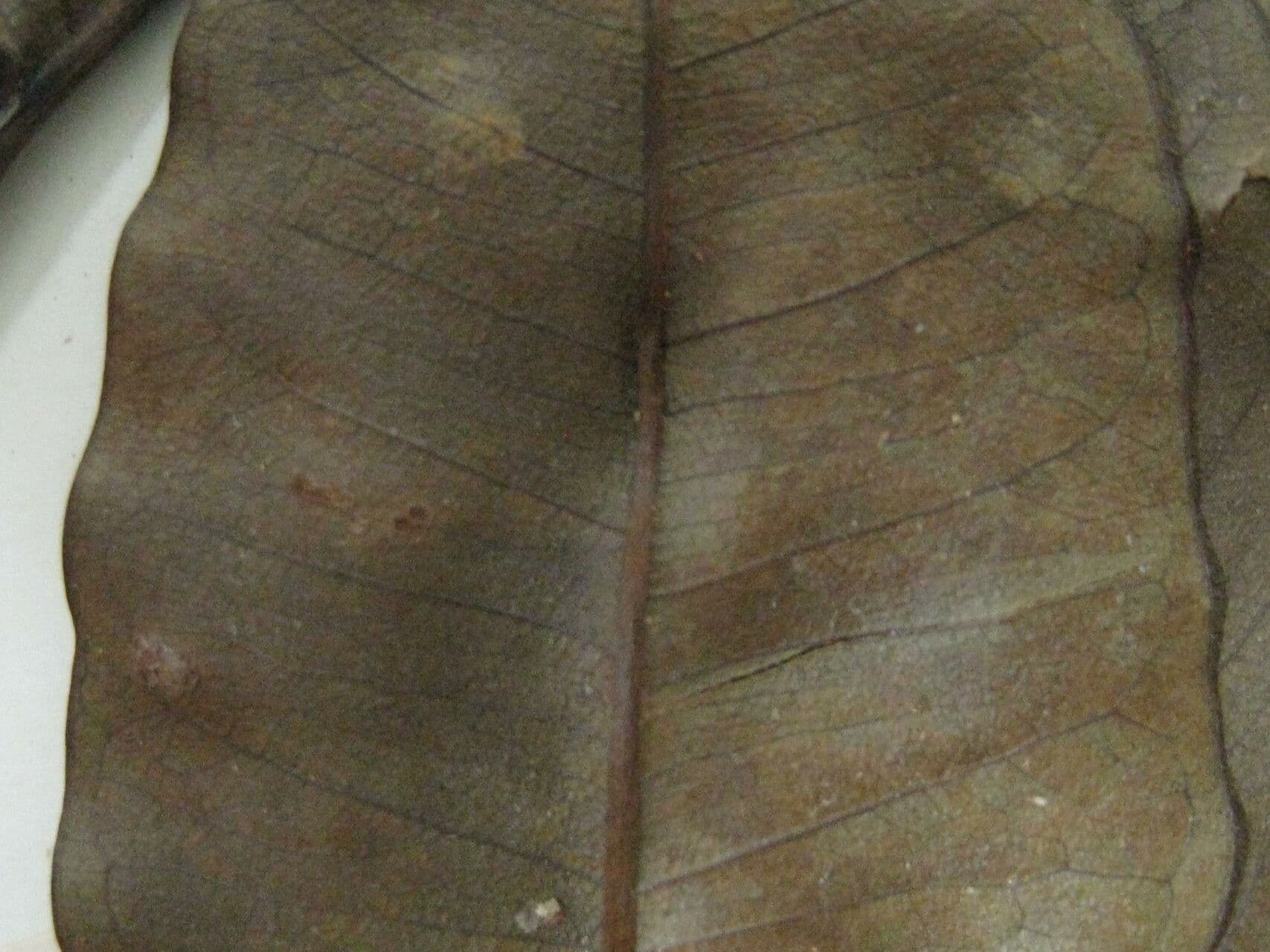 Vochysia 2