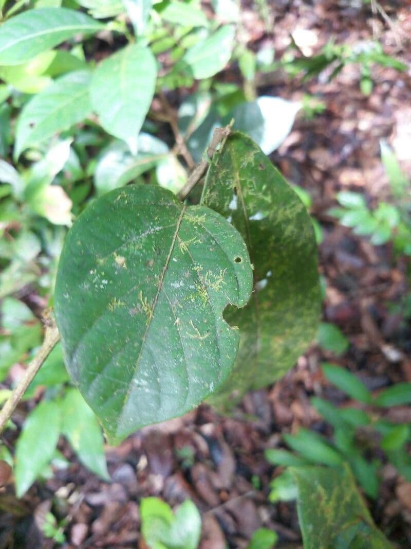 Cordia 4