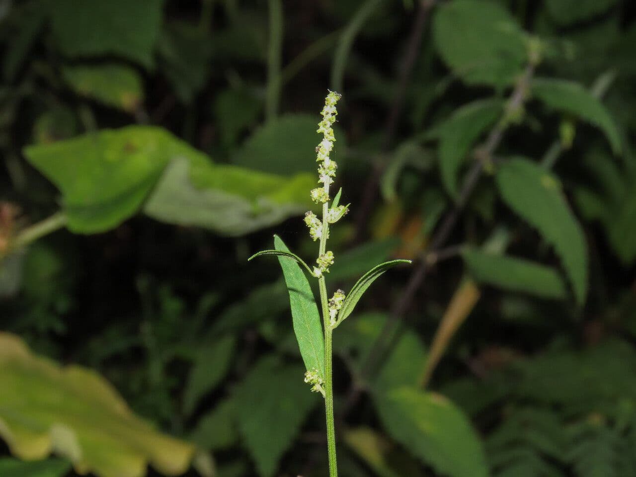 Atreplice erba-corona 9