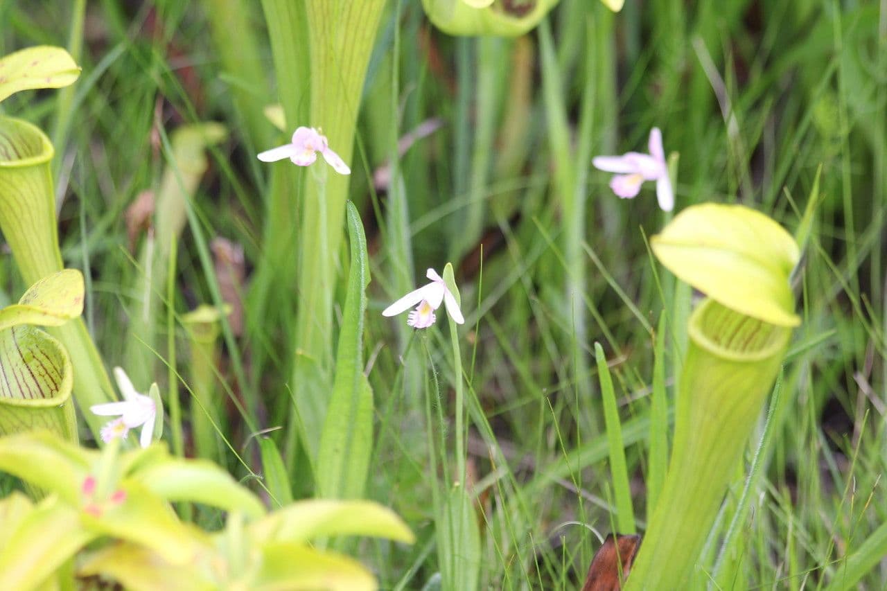 Pogonia 8
