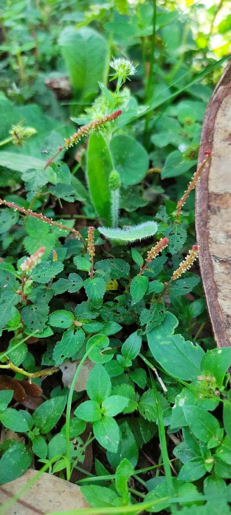 Acalypha 7