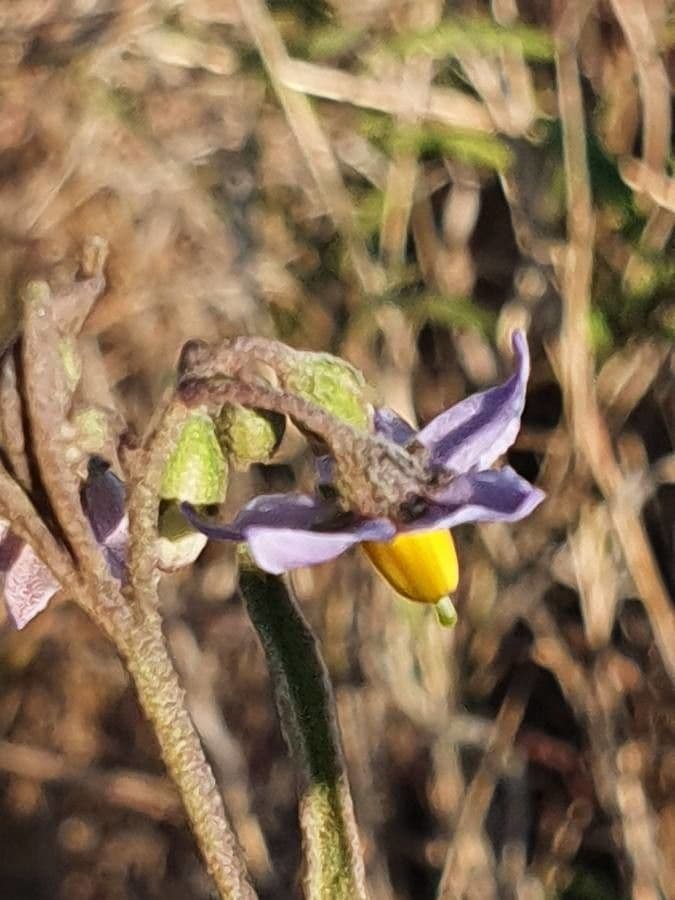 Solanum 7