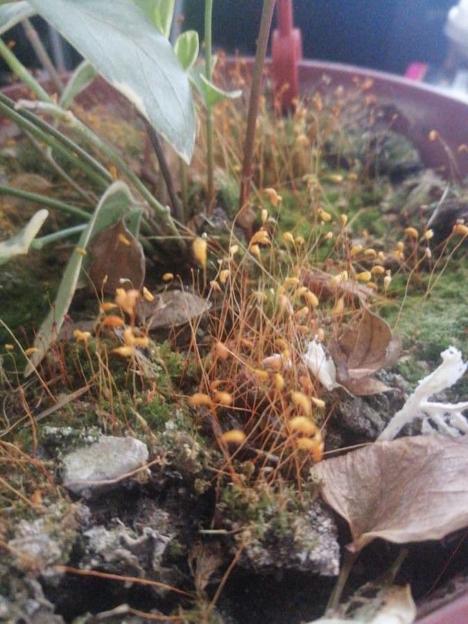 Cuscuta delle saline 13