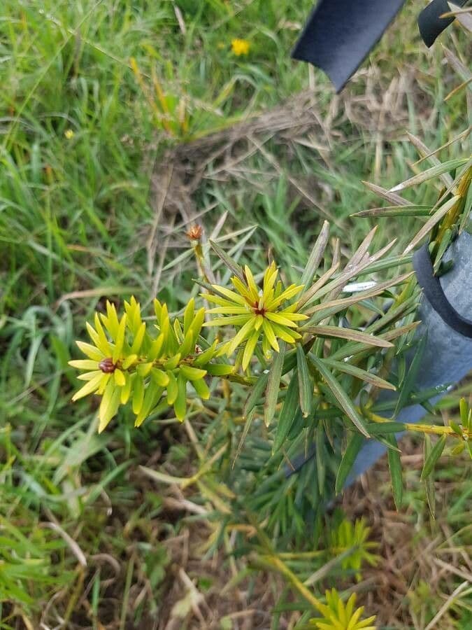 Podocarpus 6