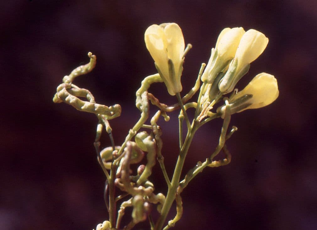 Brassica repanda 3