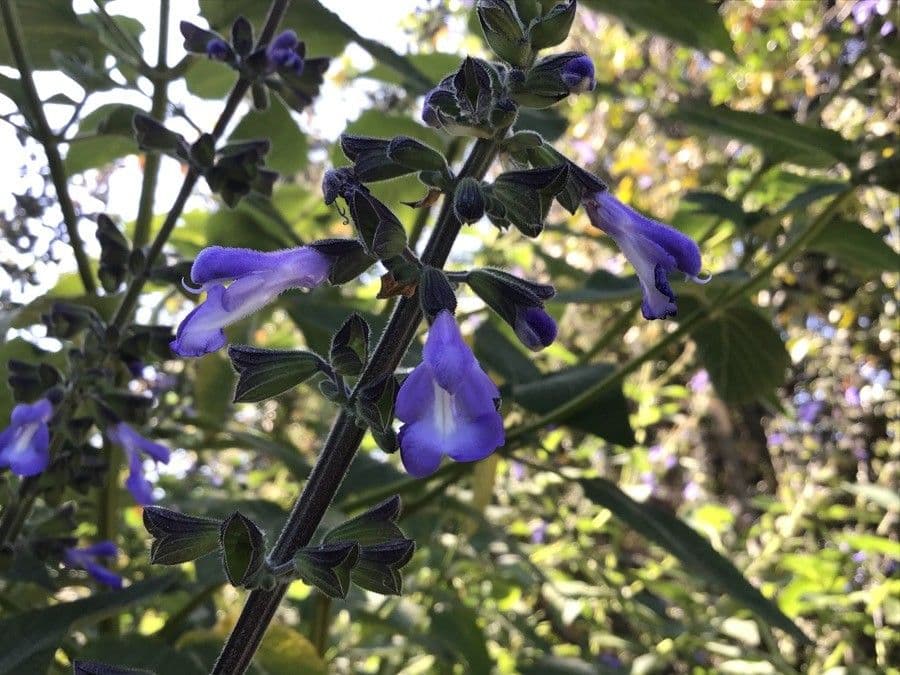 Salvia