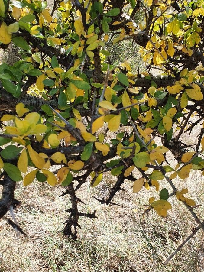Commiphora 9