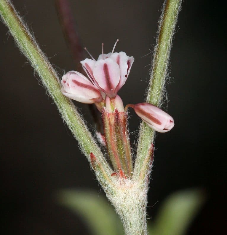 Ruten-Buckwheat 2
