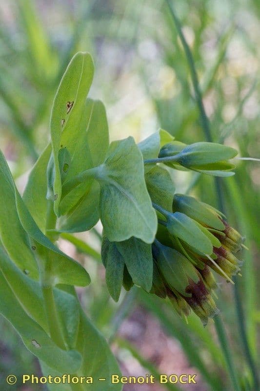 Cerinthe minor 25