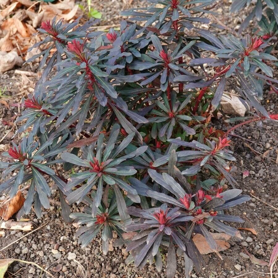 Euphorbe des bois 30