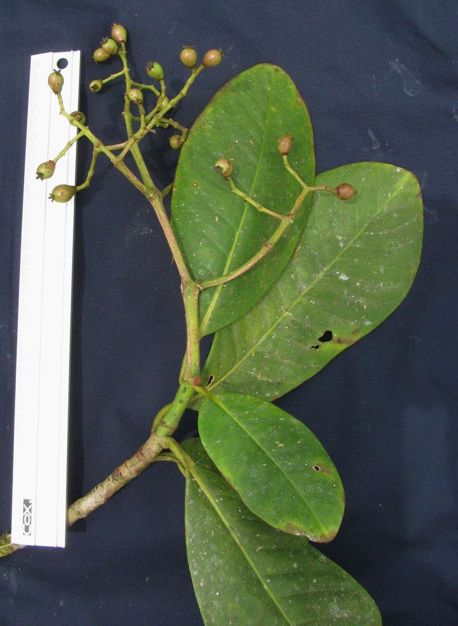 Chrysochlamys 15