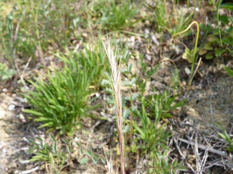 Vulpia ciliata 15