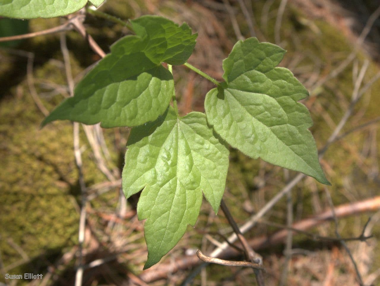 Clematis occidental 13