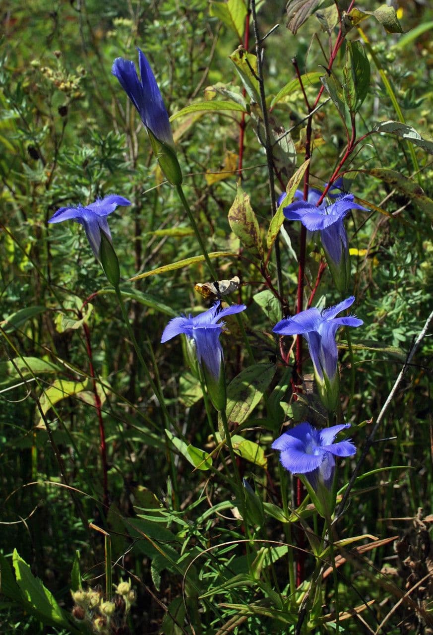 Genzianella virgata