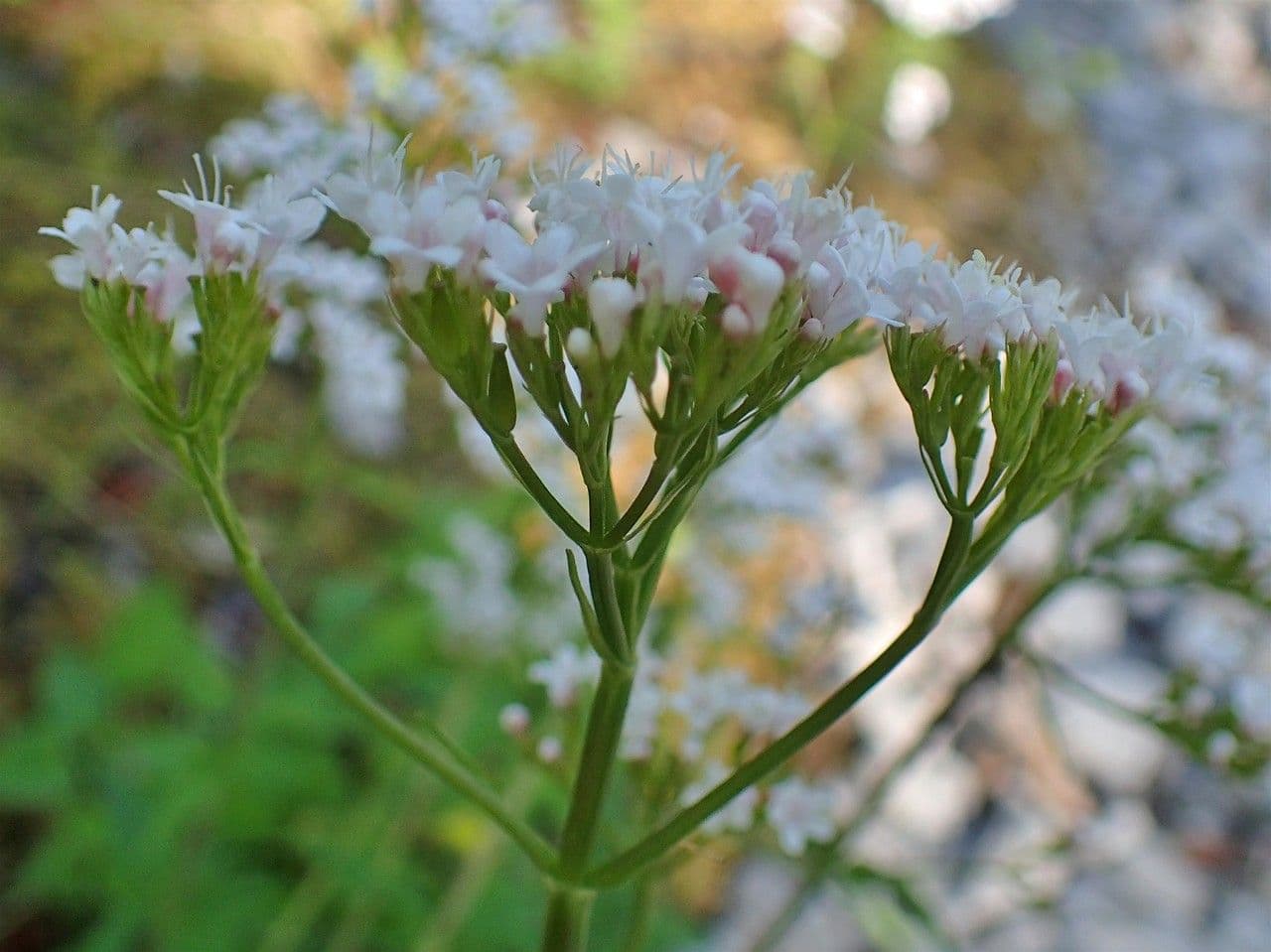 Valeriana trifogliata 5