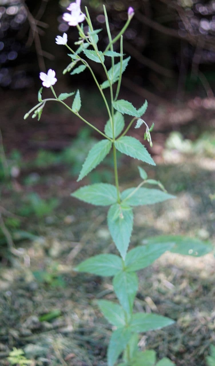 Epilobium alpestre 13
