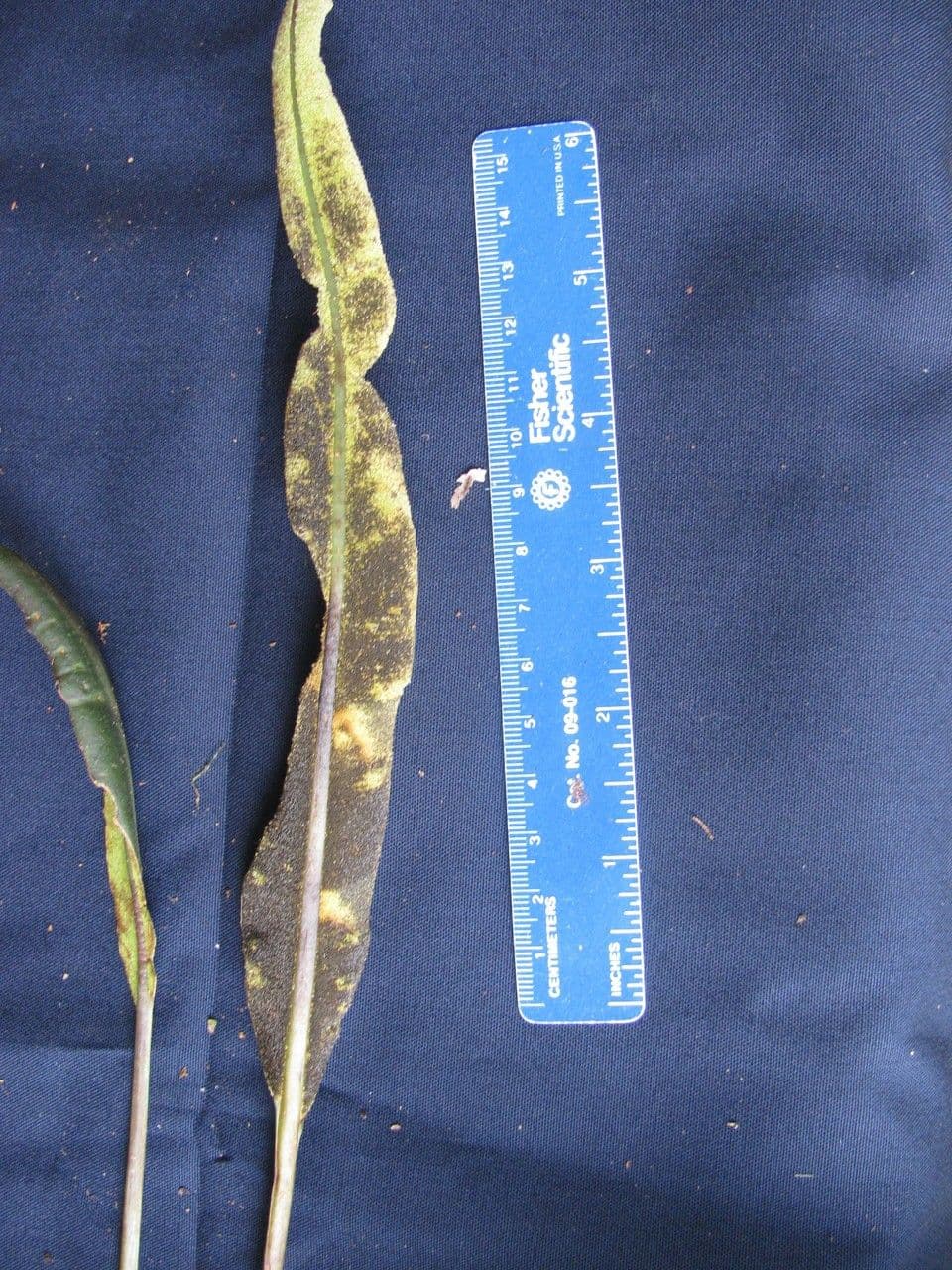 Elaphoglossum 10