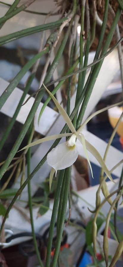 Brassavola