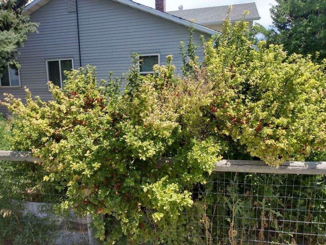 Prunus tomentosa 14