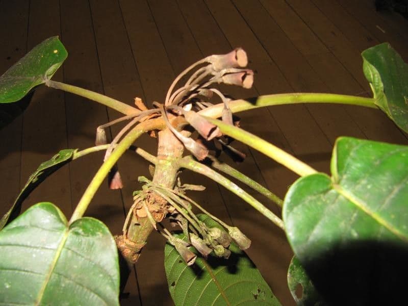 Duroia 9