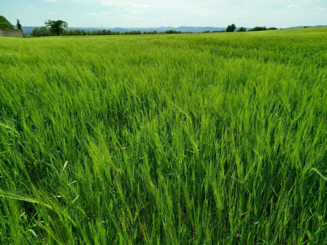 Orzo 15