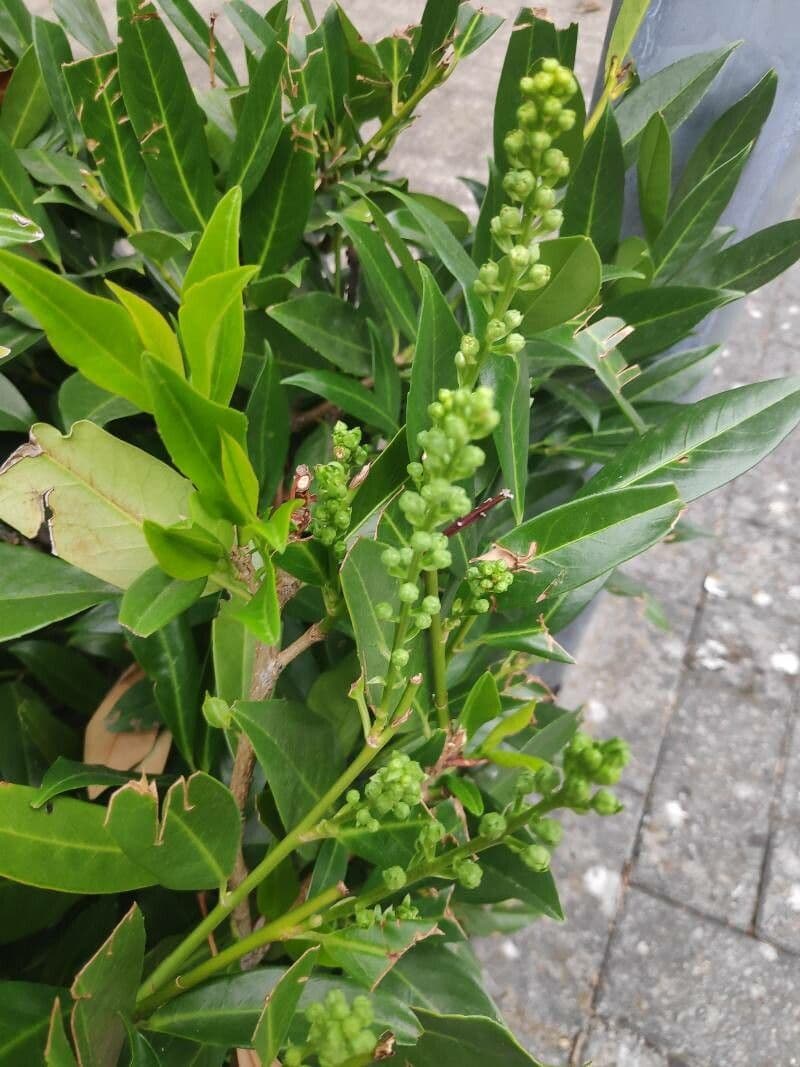 Citharexylum à queue 20