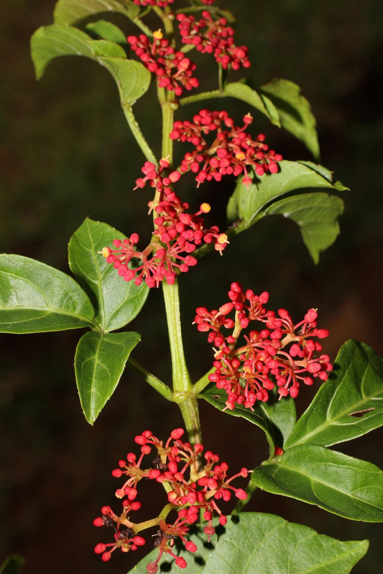 Cissus alato 7