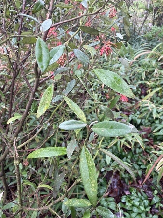 Grevillea reale 8