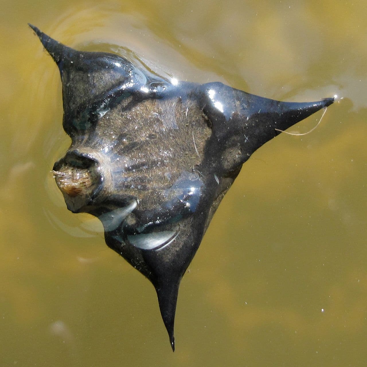 Castagna d'acqua 5
