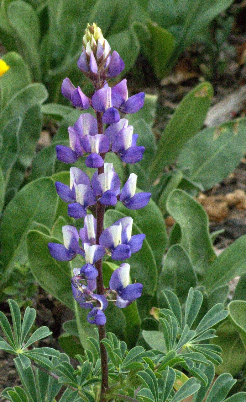 Saftiger Lupinen
