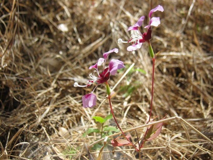 Clarkia 4
