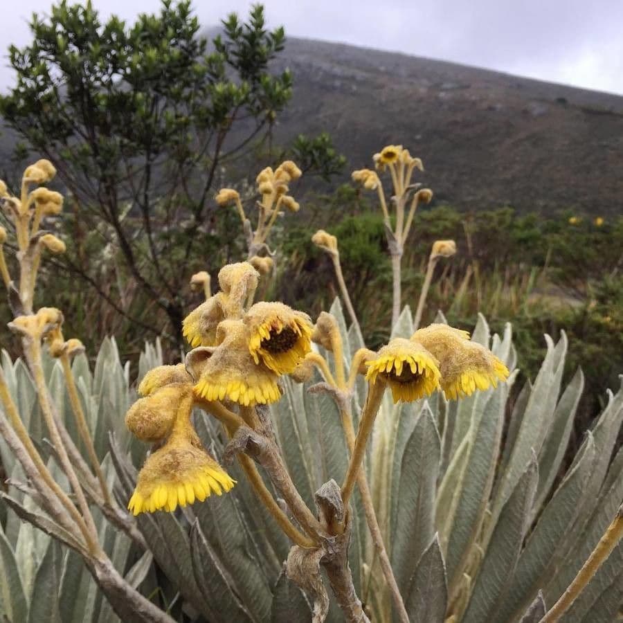 Frailejón 5