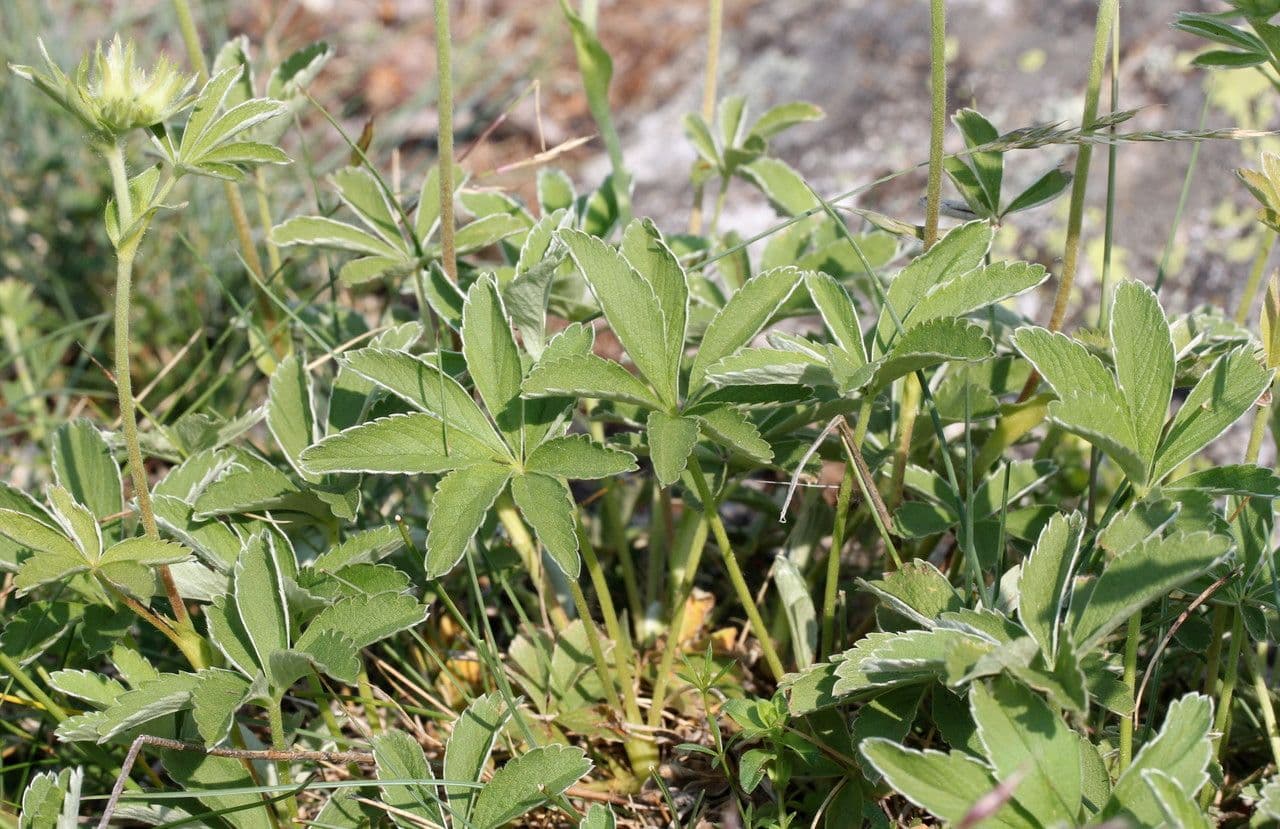 Potentilla valderiana 19