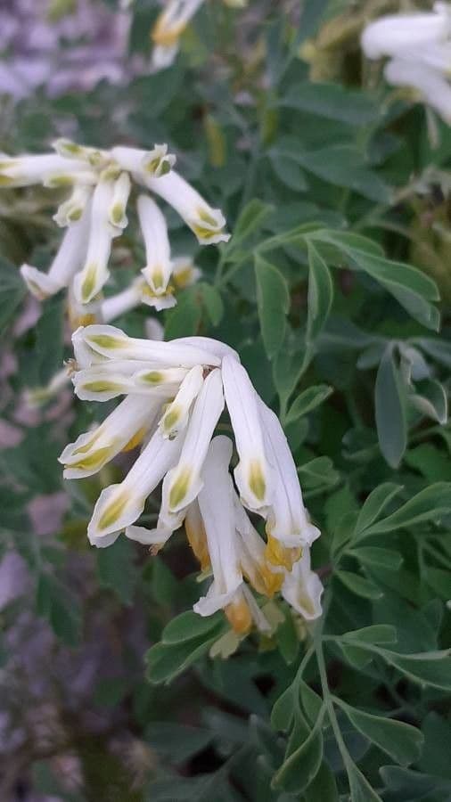 Corydalis blanca 7