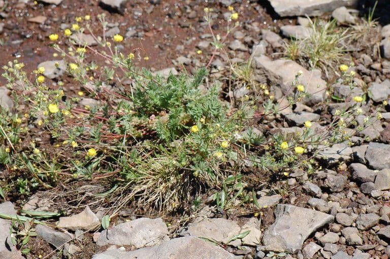 Potentilla di Brewer 7