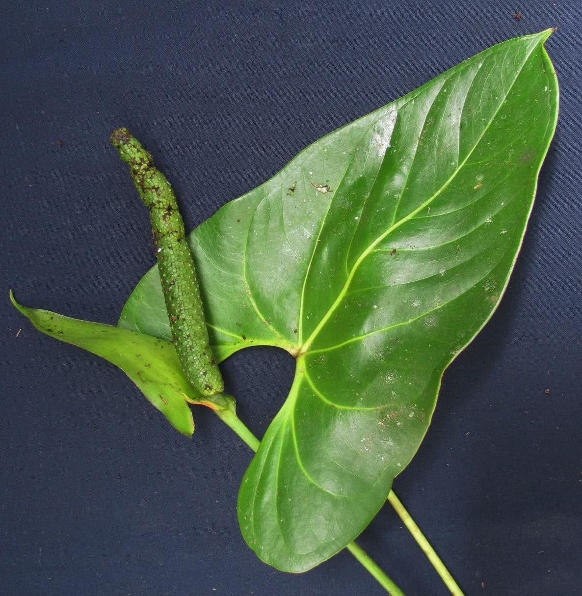 Anthurium 7