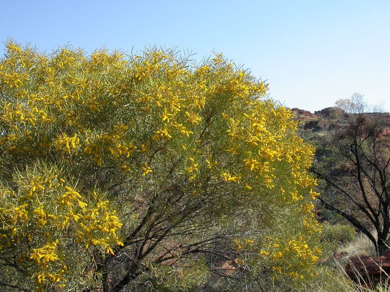 Acacia ligulata 10