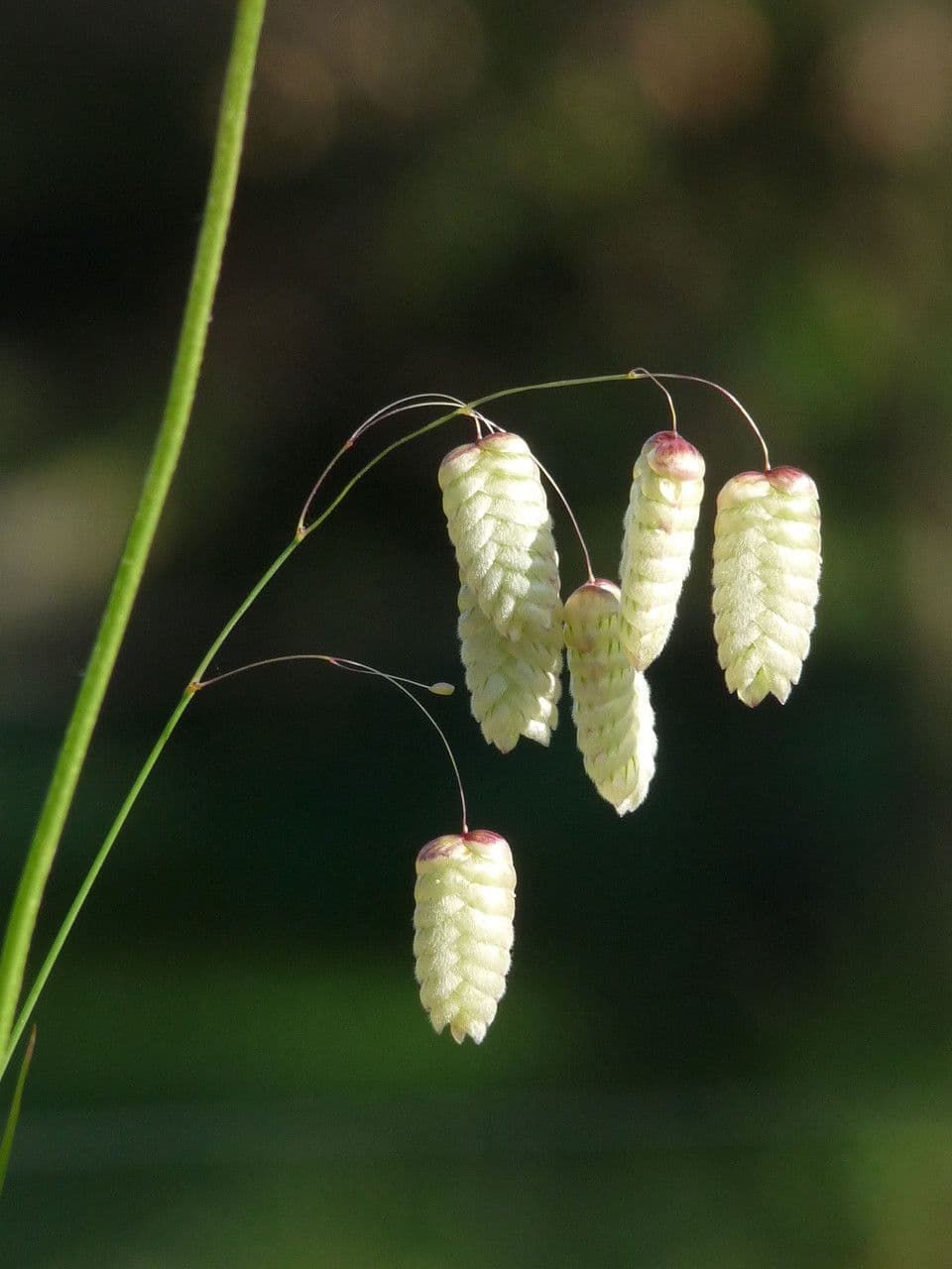 Sonaglini 8
