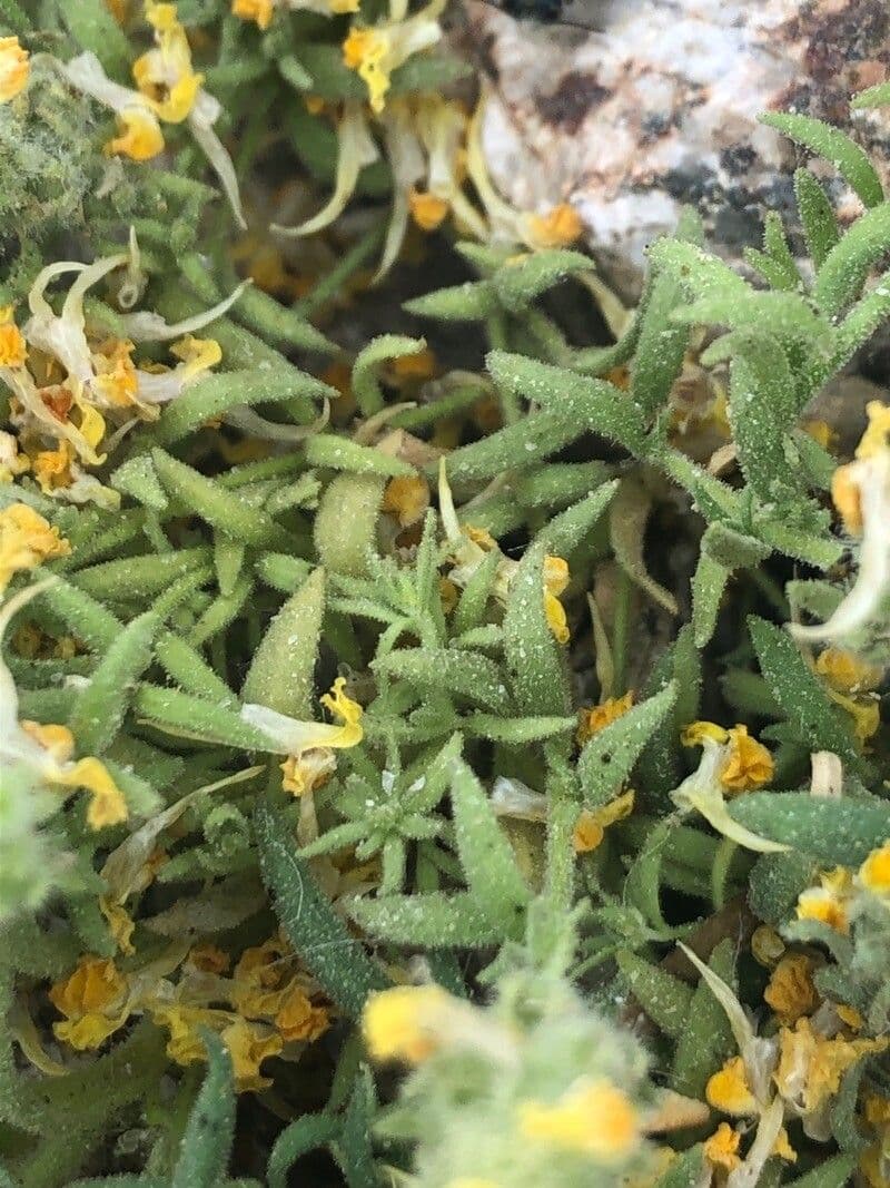 Linaria saxatilis 9